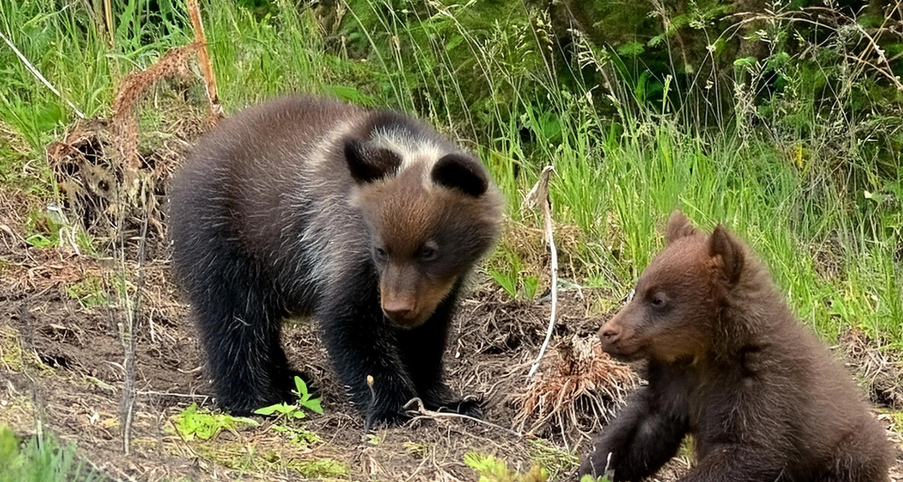 Grizzly cubs playing at the edge of a green grassy meadow.