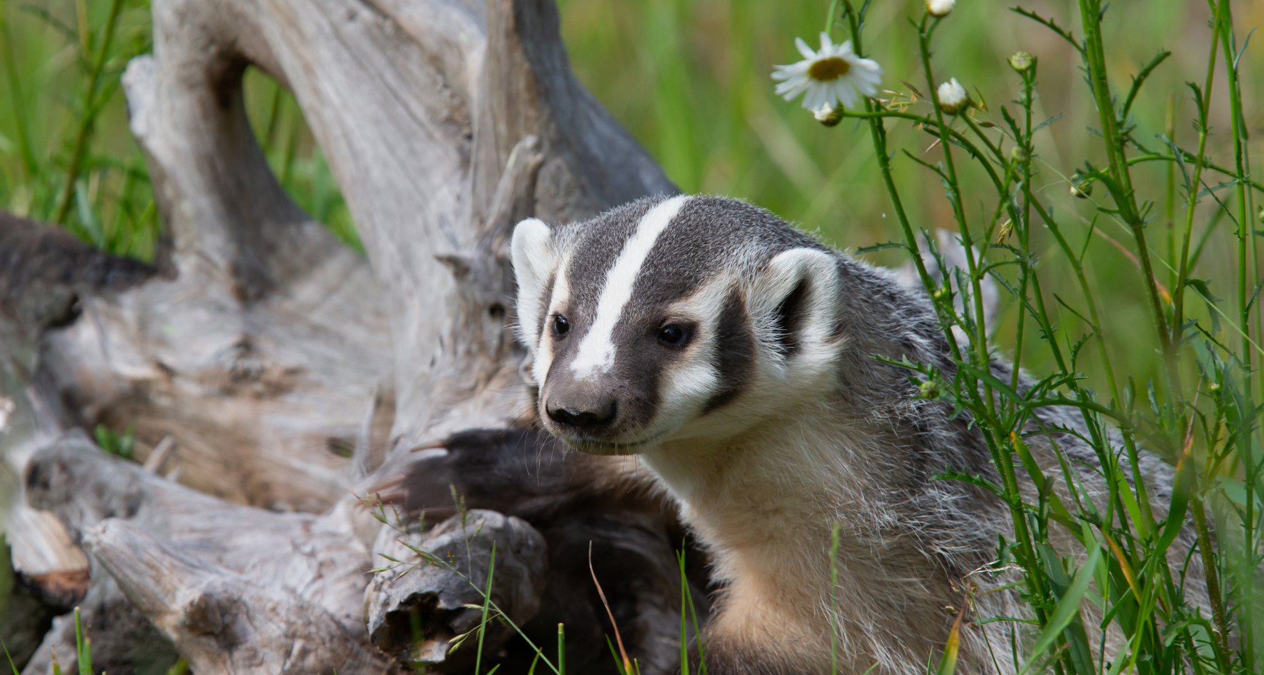 Image of an American Badger